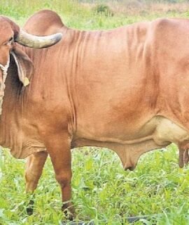 Gir Bull