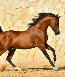 Andalusian
