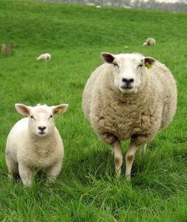 Deccani Sheep