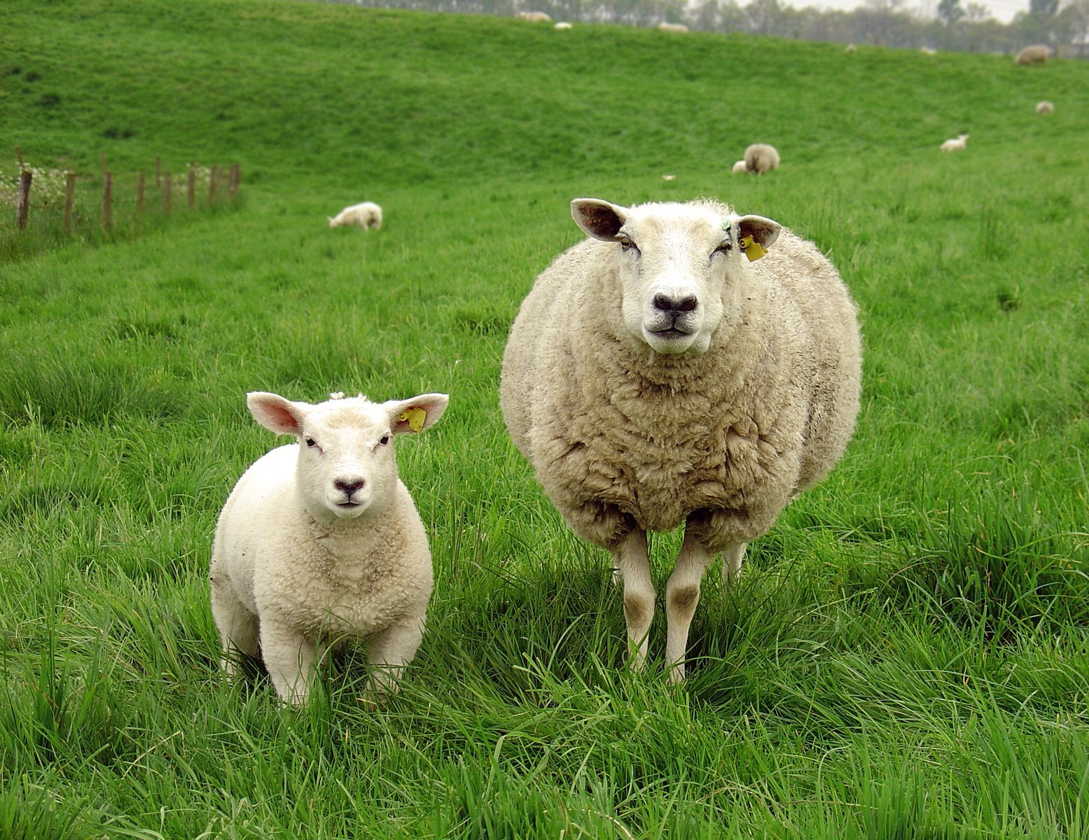 Sheep