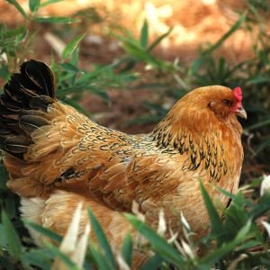 Country Hens