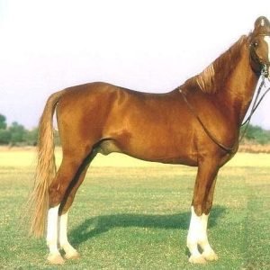 Kathiawari