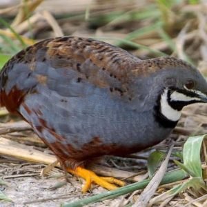 Quails