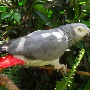 African Grey