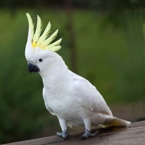 Cockatoos