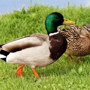 Ducks