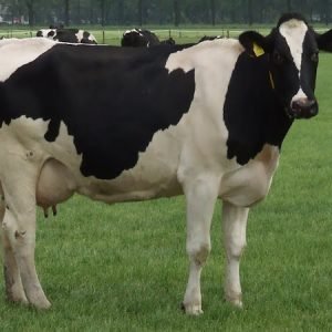 Holstein Friesian