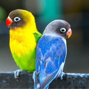 Lovebirds