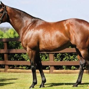 Thoroughbred