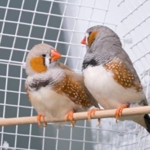 Finches
