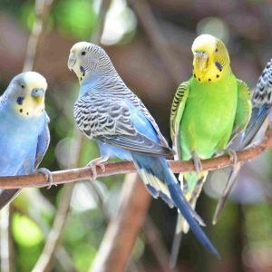 close-up-of-budgerigars-perching-on-branch-909976322-5b4bf18746e0fb005bc62377