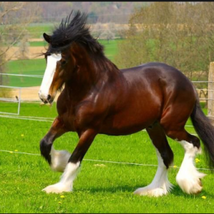 Clydesdale
