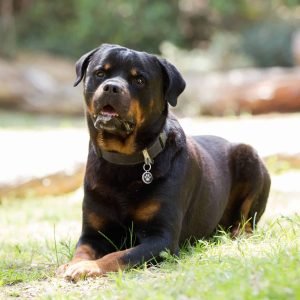 Rottweiler