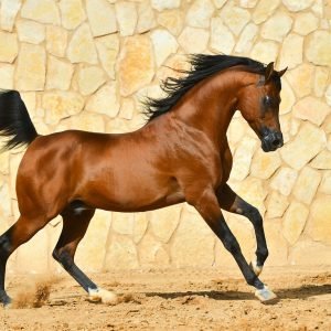 Arabian