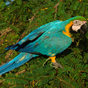 Macaws