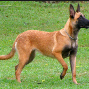 Belgian Malinois
